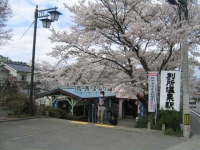 桜咲く別所をサイクリング