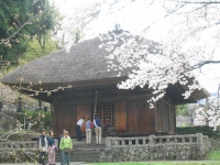 桜咲く別所をサイクリング