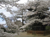 桜咲く別所をサイクリング