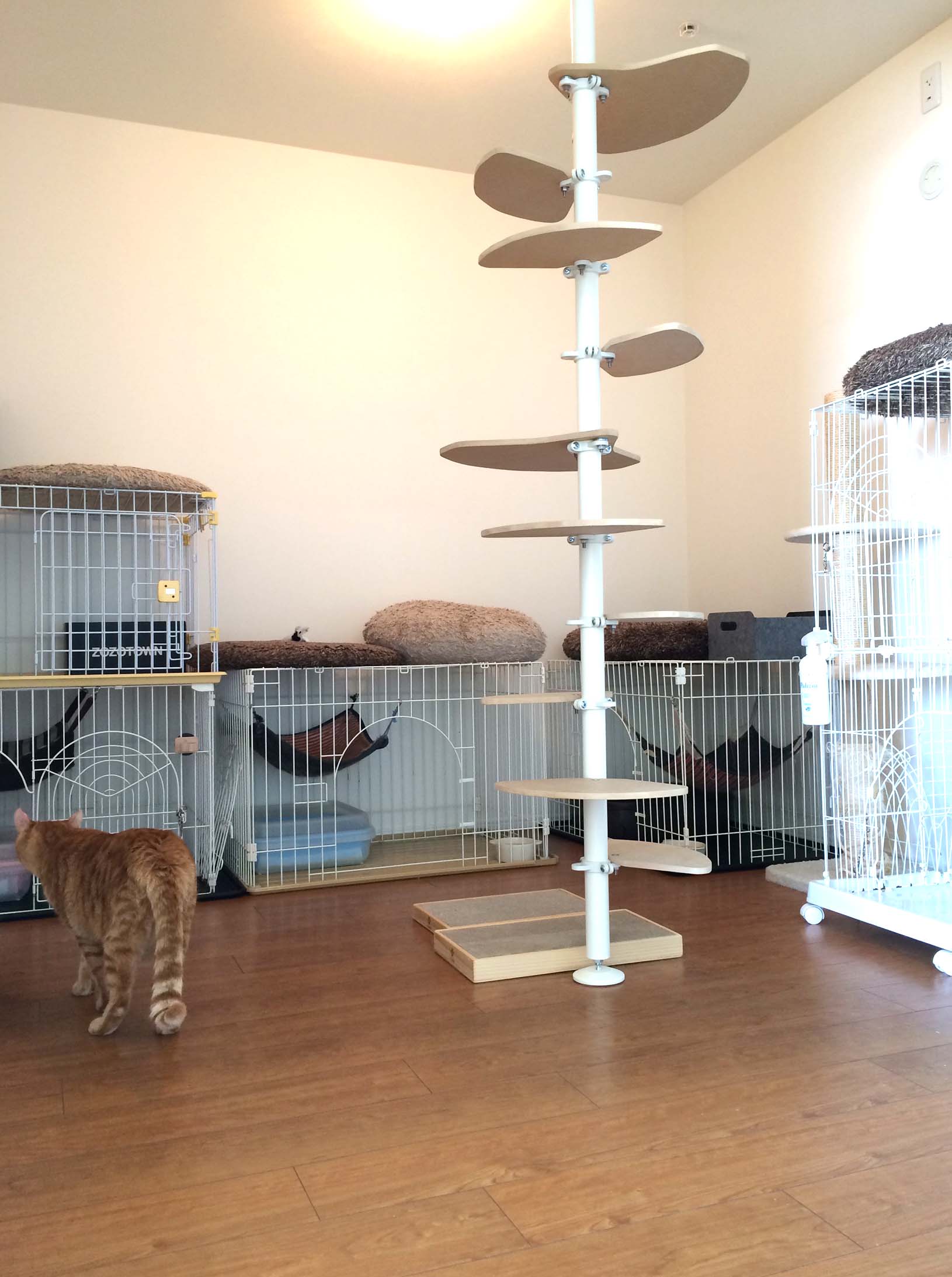 キャットポール9
