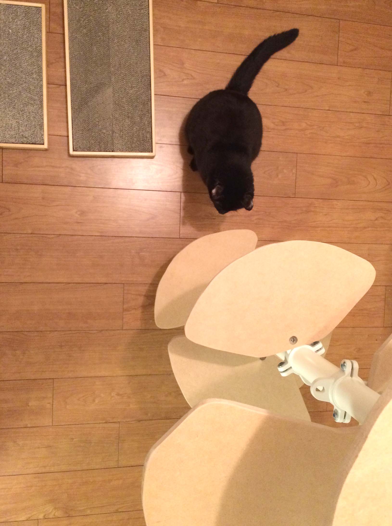 キャットポール10
