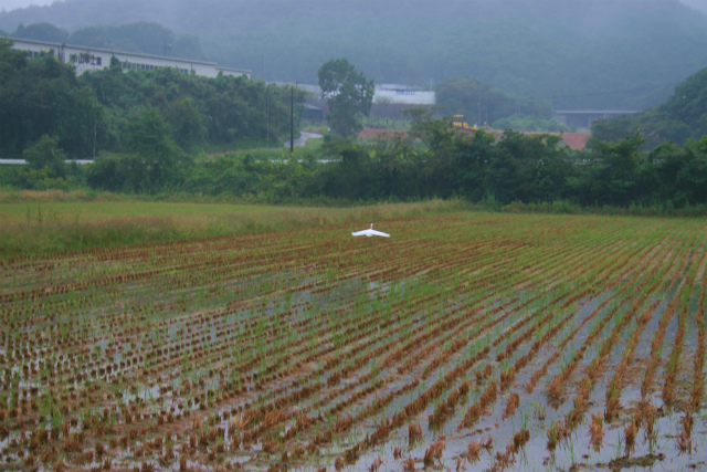 雨1