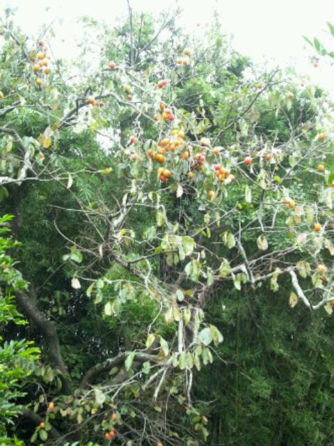 20111103_005745.jpg
