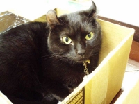 猫3