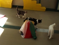 猫4