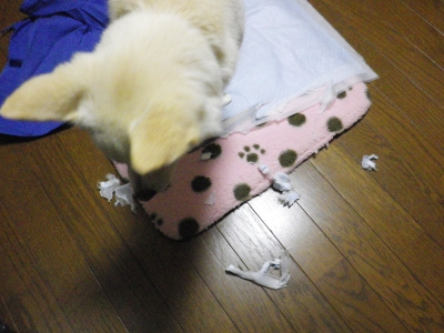 びりびり1