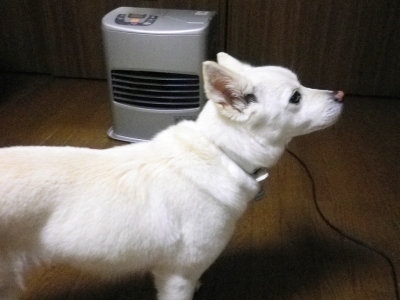 本人