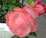 DVC00035.jpg