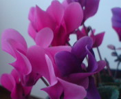 20090119163003.jpg