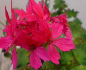 20090119163200.jpg