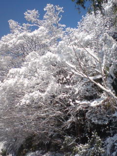 20090201212333.jpg
