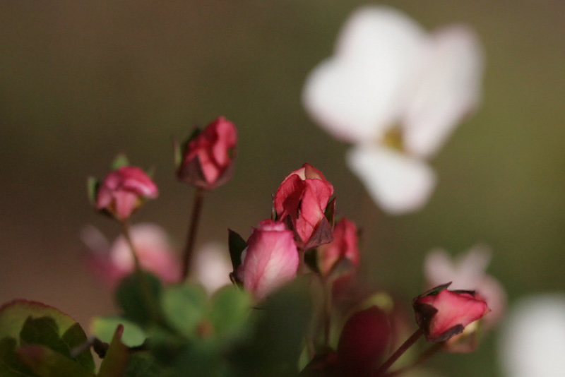 何の花?ツボミのアップ