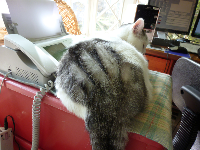 八ヶ岳に暮らす猫、サラちんの「クリームパン」