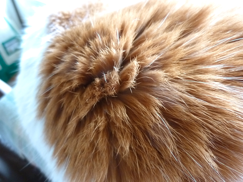 八ヶ岳に暮らす猫、カノンさまのメロンパン