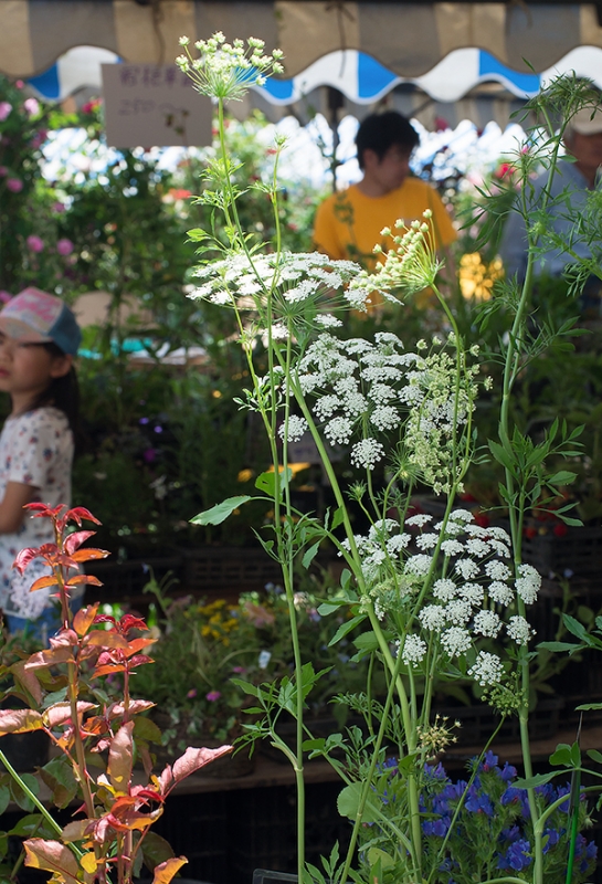 セリ科の野趣ある植物