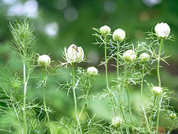 ニゲラ。植えたばかりの頃の莟