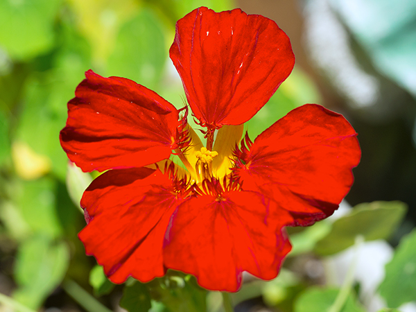 ナスタチウムの開花