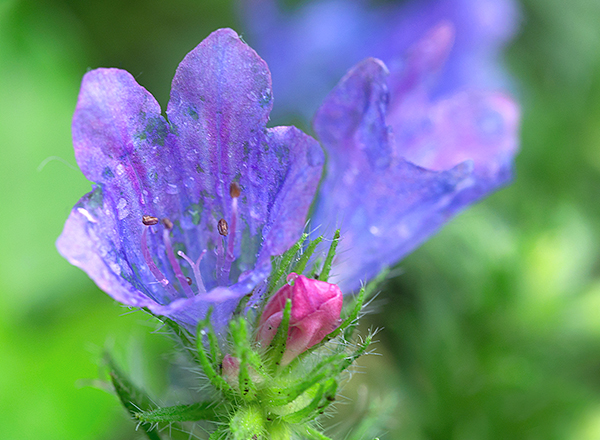 名前のわからないお花