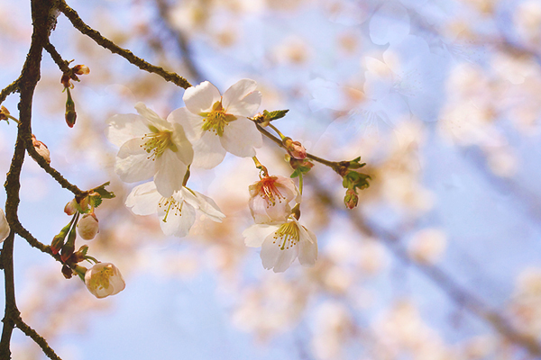 桜の季節