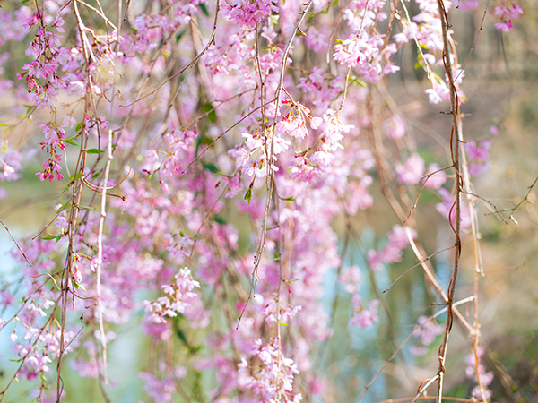 飛沢の池　小さなしだれ桜