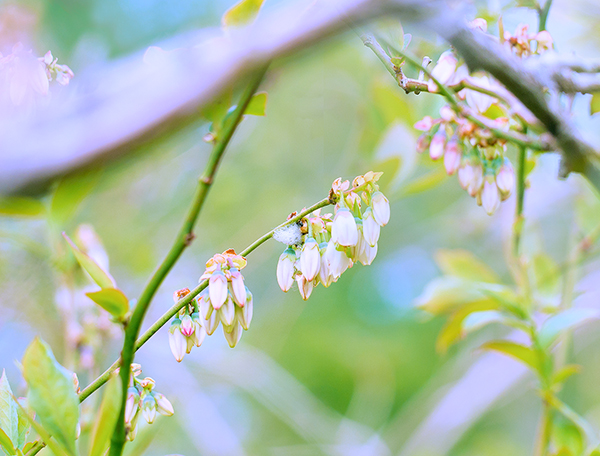 ブルーベリーの花