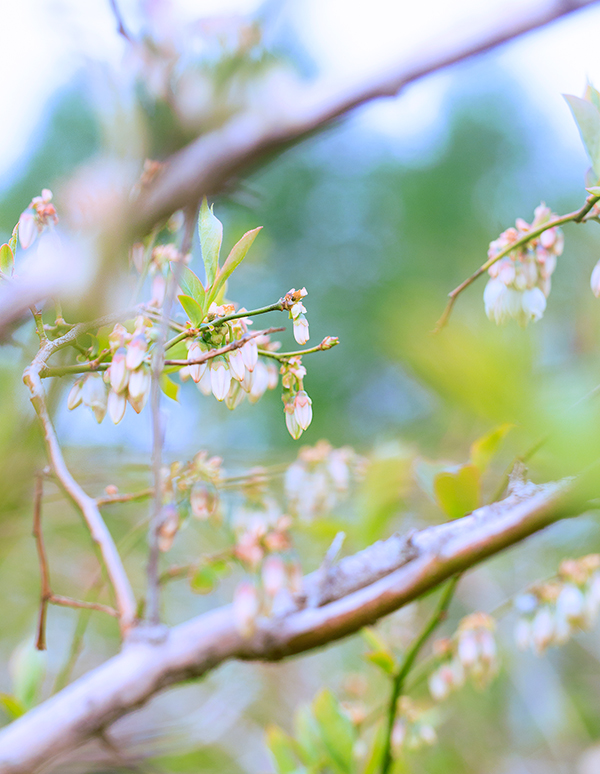 ブルーベリーの花