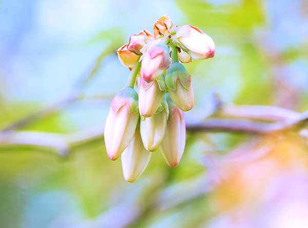 ブルーベリーの花