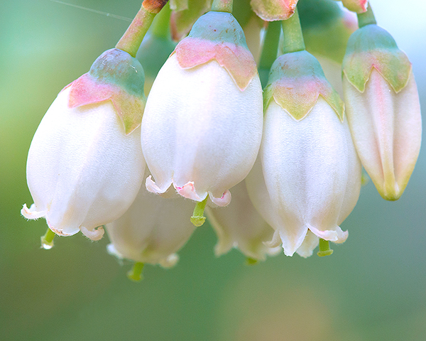 ブルーベリーの花