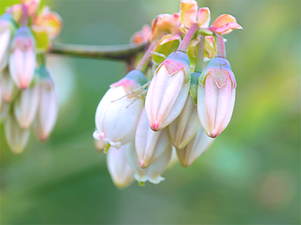 ブルーベリーの花