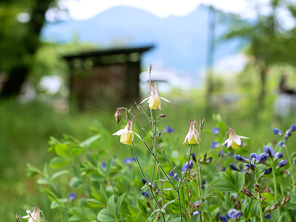 萌木の村