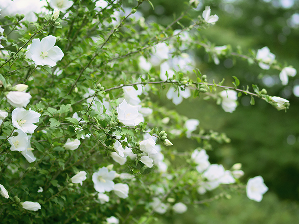 白い芙蓉