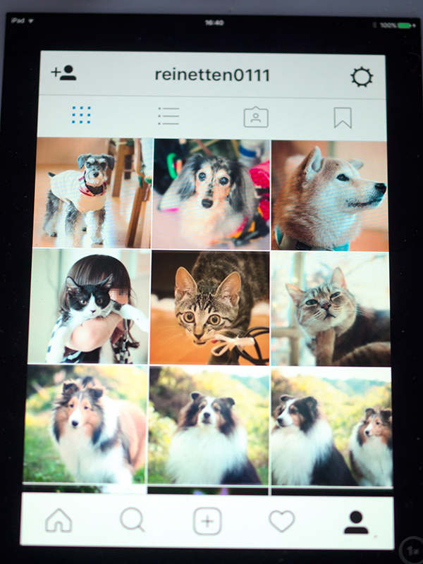 インスタグラムに、ペットをのせはじめました
