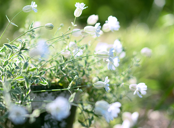 玄関の植木鉢　シレネ