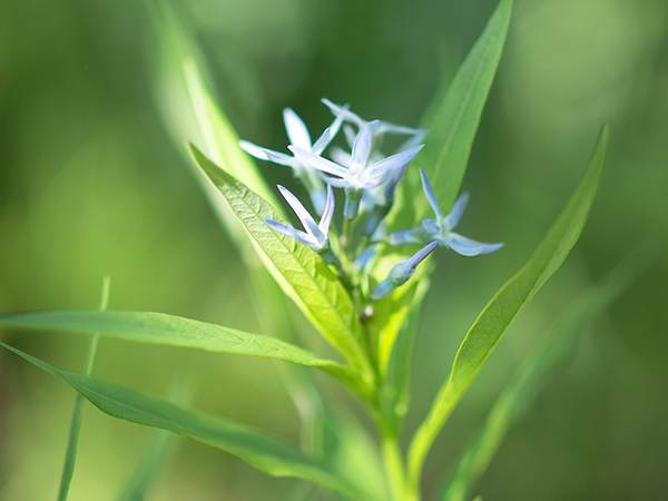 丁字草、Amsonia elliptica