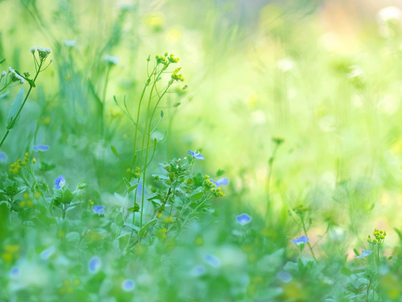 公民館の横　ほっとする雑草　ナズナたち