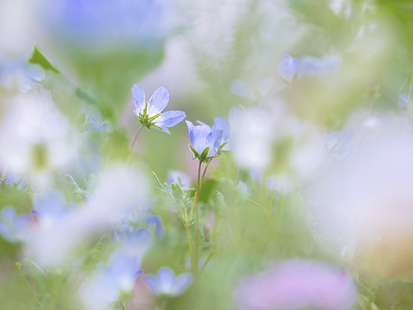 八ヶ岳花遊びさんの花畑