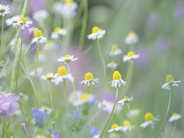 八ヶ岳花遊びさんの花畑　カモミール