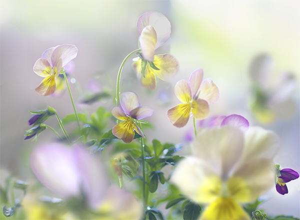 うちの玄関の植物、今年は元気