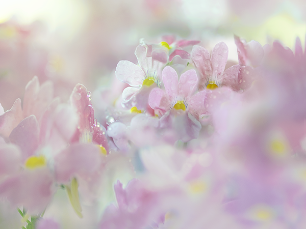 うちの玄関の植物、今年は元気