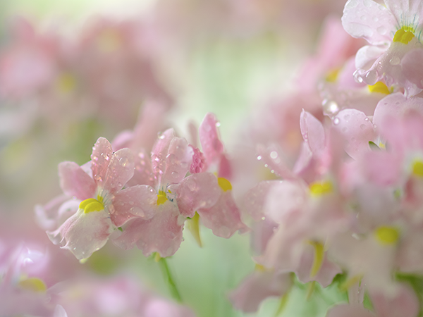 うちの玄関の植物、今年は元気