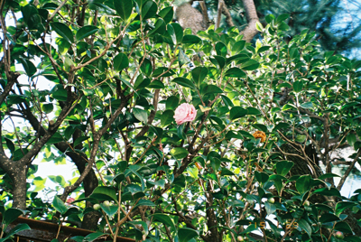 FH000009.jpg
