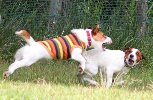 battle17-500.jpg