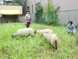 羊2
