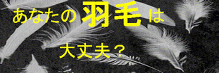 あなたの羽毛は大丈夫?9コマ