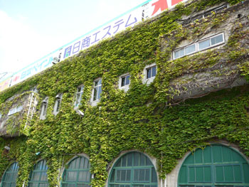 甲子園のツタ061014