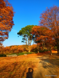 五月山紅葉