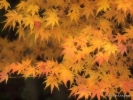 カエデ紅葉FF