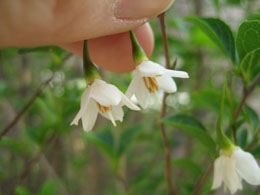 エゴノキ花