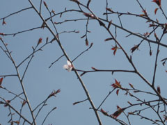 桜