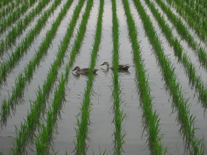 かも